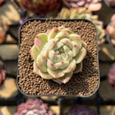 Echeveria 'Sea King' 2" Seed-Grown Succulent Plant Cutting