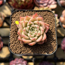 Echeveria 'Sea King' 2" Seed-Grown Succulent Plant Cutting