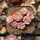 Echeveria 'Cute Bean' 2" Succulent Plant Cutting