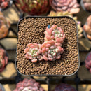 Echeveria 'Cute Bean' 2" Succulent Plant Cutting