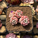 Echeveria 'Cute Bean' 2" Succulent Plant Cutting