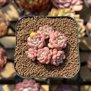 Echeveria 'Cute Bean' 2" Succulent Plant Cutting