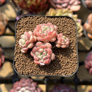 Echeveria 'Cute Bean' 2" Succulent Plant Cutting