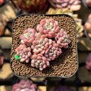 Echeveria 'Cute Bean' 2" Succulent Plant Cutting