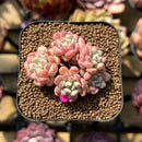 Echeveria 'Cute Bean' 2" Succulent Plant Cutting