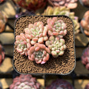 Echeveria 'Cute Bean' 2" Succulent Plant Cutting