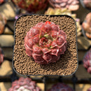 Echeveria Longissima Carunculated Type C 1" Succulent Plant Cutting
