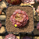 Echeveria Longissima Carunculated Type C 1" Succulent Plant Cutting