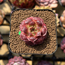 Echeveria Longissima Carunculated Type C 1" Succulent Plant Cutting