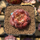 Echeveria Longissima Carunculated Type C 1" Succulent Plant Cutting