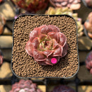 Echeveria Longissima Carunculated Type C 1" Succulent Plant Cutting
