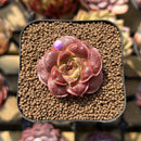 Echeveria Longissima Carunculated Type C 1" Succulent Plant Cutting