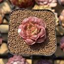 Echeveria Longissima Carunculated Type C 1" Succulent Plant Cutting