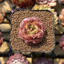 Echeveria Longissima Carunculated Type C 1" Succulent Plant Cutting