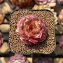 Echeveria Longissima Carunculated Type C 1" Succulent Plant Cutting