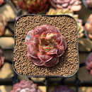Echeveria Longissima Carunculated Type C 1" Succulent Plant Cutting