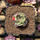 Echeveria Longissima Carunculated Type A 1" Succulent Plant Cutting