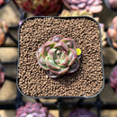 Echeveria Longissima Carunculated Type A 1" Succulent Plant Cutting