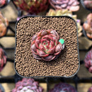 Echeveria Longissima Carunculated Type A 1" Succulent Plant Cutting
