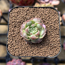 Echeveria Longissima Carunculated Type A 1" Succulent Plant Cutting