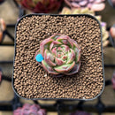 Echeveria Longissima Carunculated Type A 1" Succulent Plant Cutting
