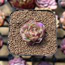 Echeveria Longissima Carunculated Type A 1" Succulent Plant Cutting