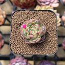 Echeveria Longissima Carunculated Type A 1" Succulent Plant Cutting