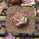 Echeveria Longissima Carunculated Type A 1" Succulent Plant Cutting