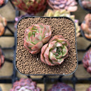 Echeveria Longissima Carunculated Type A 1" Succulent Plant Cutting
