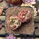 Echeveria Longissima Carunculated Type A 1" Succulent Plant Cutting