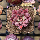 Echeveria Longissima Carunculated Type B 1" Succulent Plant Cutting