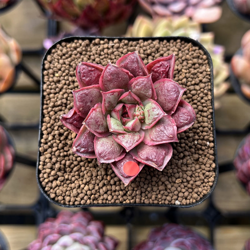 Echeveria Longissima Carunculated Type B 1
