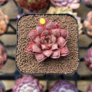 Echeveria Longissima Carunculated Type B 1" Succulent Plant Cutting