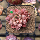 Echeveria Longissima Carunculated Type B 1" Succulent Plant Cutting