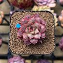 Echeveria Longissima Carunculated Type B 1" Succulent Plant Cutting