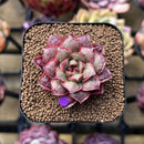 Echeveria Longissima Carunculated Type B 1" Succulent Plant Cutting