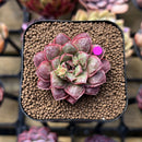 Echeveria Longissima Carunculated Type B 1" Succulent Plant Cutting