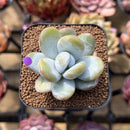 Jeronimoa Cuicatecana 2" Succulent Plant Cutting
