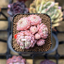 Echeveria 'Globulosa' Cluster 1" Succulent Plant