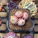 Echeveria 'Globulosa' Cluster 1" Succulent Plant