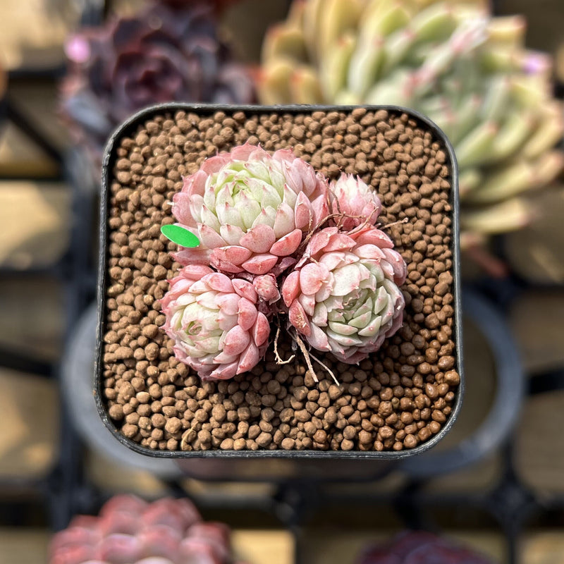 globulosa succulent Echeveria 'Globulosa' Cluster 1" Succulent Plant