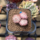 Echeveria 'Globulosa' Cluster 1" Succulent Plant