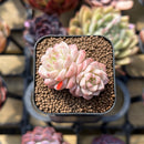 Echeveria 'Red Queen' 1"-2" Succulent Plant Cutting