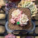 Echeveria 'Red Queen' 1"-2" Succulent Plant Cutting