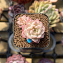 Echeveria 'Red Queen' 1"-2" Succulent Plant Cutting