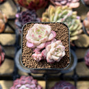 Echeveria 'Red Queen' 1"-2" Succulent Plant Cutting