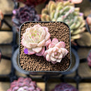 Echeveria 'Red Queen' 1"-2" Succulent Plant Cutting