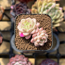 Echeveria 'Red Queen' 1"-2" Succulent Plant Cutting