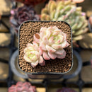 Echeveria 'Red Queen' 1"-2" Succulent Plant Cutting