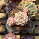 Echeveria 'Red Queen' 1"-2" Succulent Plant Cutting